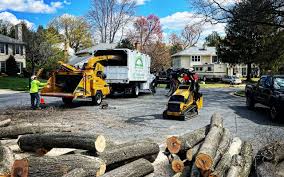 Best Tree and Shrub Care  in Ansonia, CT