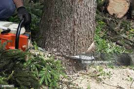 Best Utility Line Clearance  in Ansonia, CT