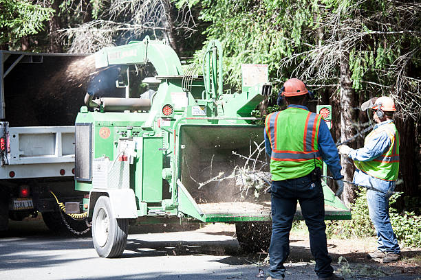 Best Tree Risk Assessment  in Ansonia, CT